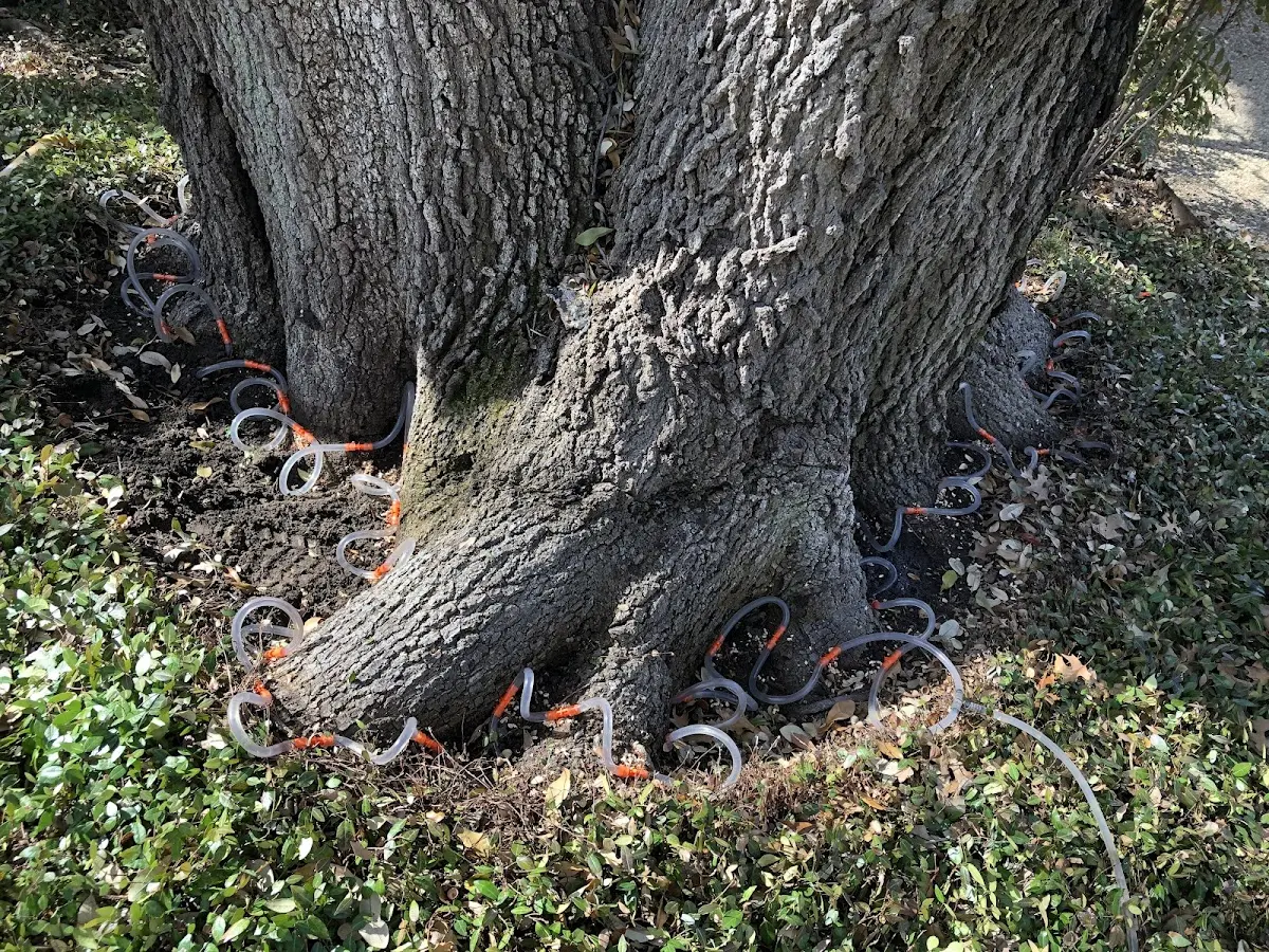 Detailed Tree Cabling and Bracing job site in Bradenville