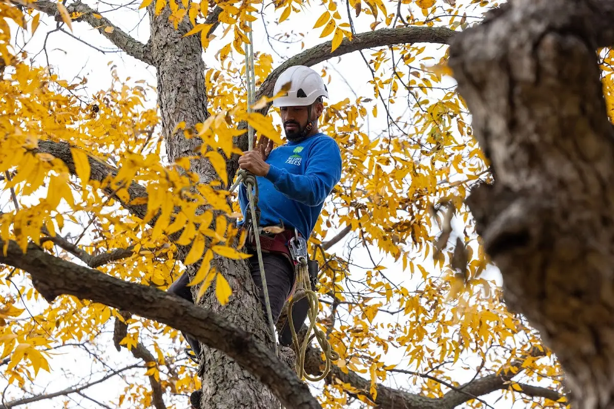 Skilled Tree Pruning crew working in Bradenville